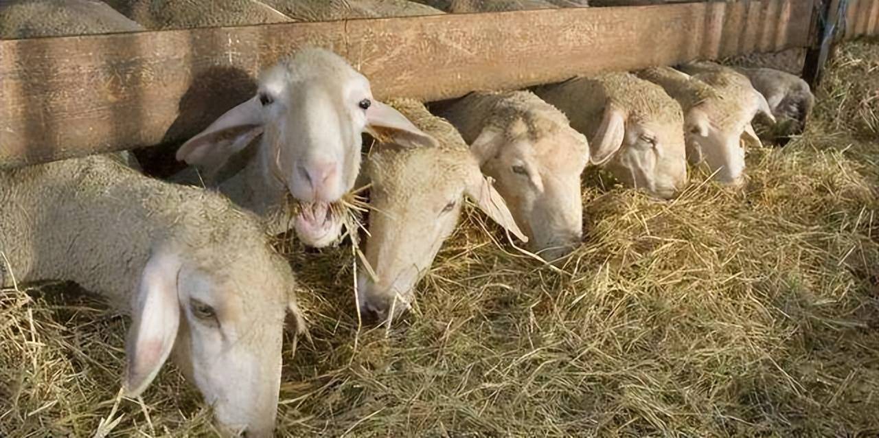 饲料多样化很多养殖户圈养羊的时候,给羊喂的饲料太单一了,羊整天吃同