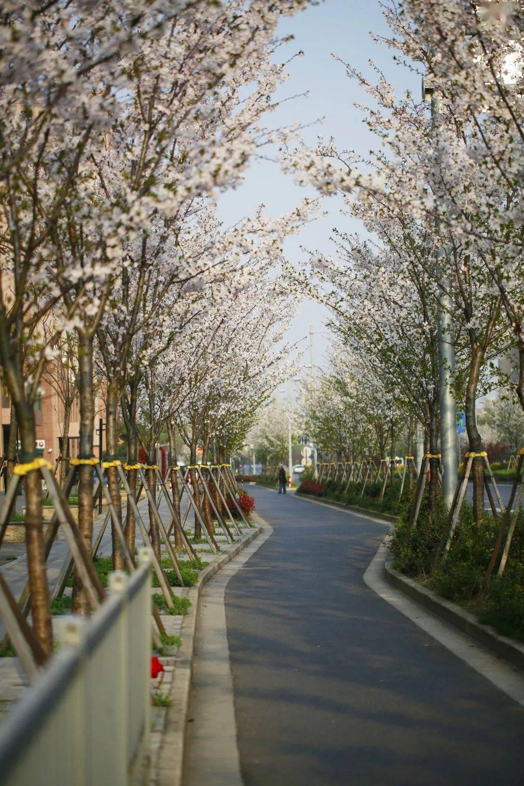 殷行路_种植_长势