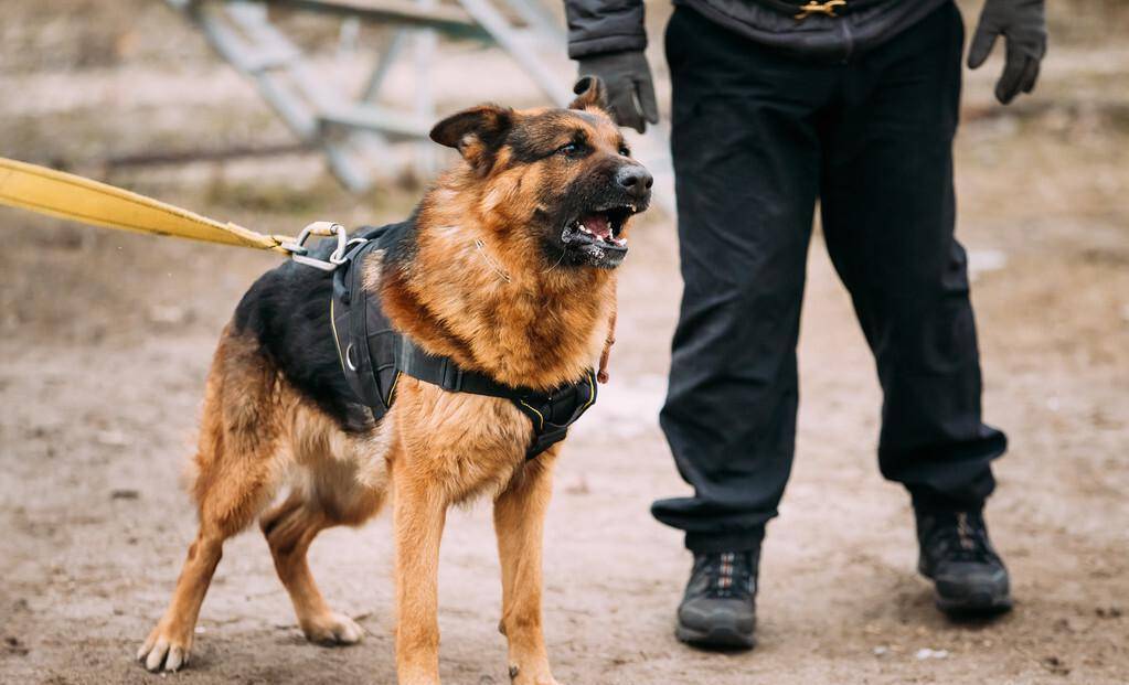 三种炒作失败的猛犬,在全国禁养烈犬情形下,已经从城市销声匿迹_藏獒