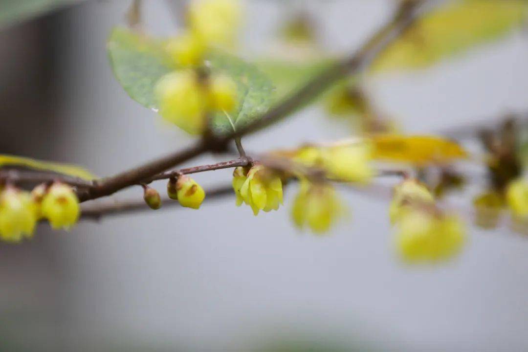 “醒”美！醒白池公园的蜡梅香了！快来看看~