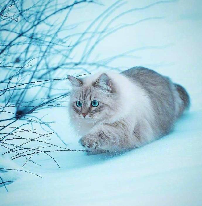 哇～西伯利亚猫真的是雪地里的小精灵啊_挪威森林_狮子_体型