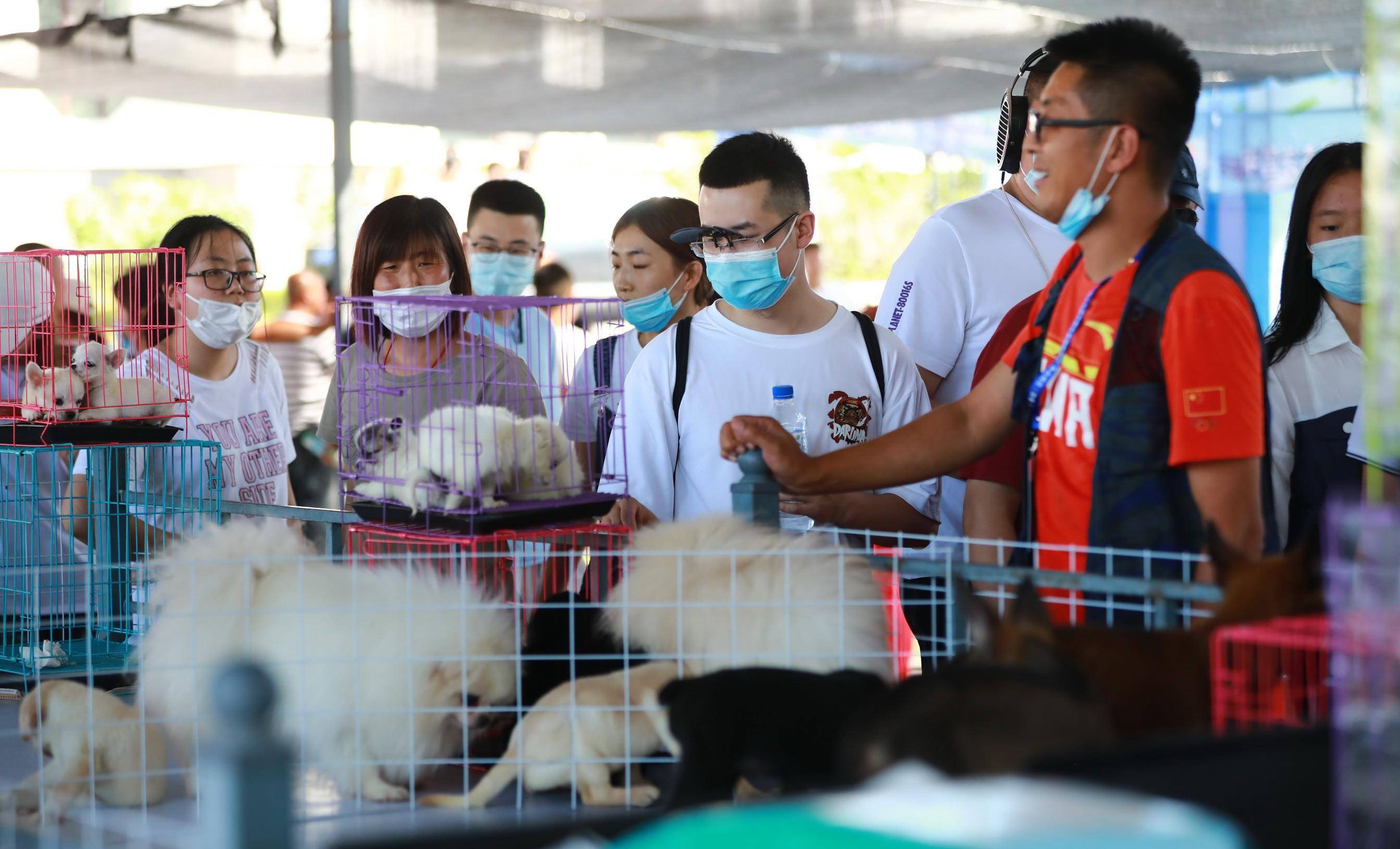狗狗等主人,眼含泪光,宠物集市小可爱霸屏_长春市_行业_合作