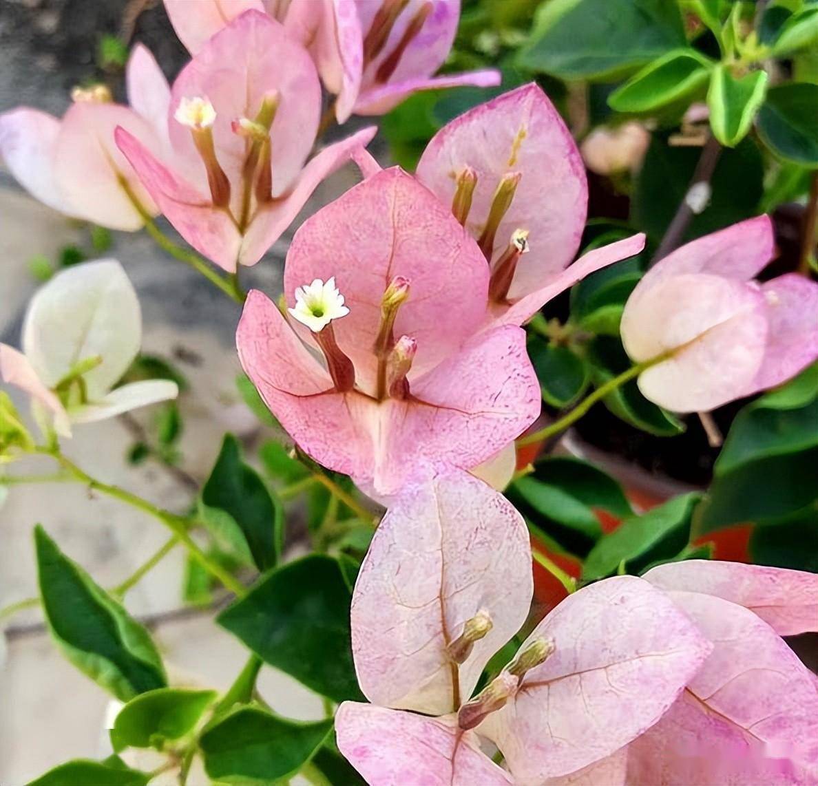 三角梅品种瓦基德阿里沙和绿叶五宝_叶片_浅绿色_顶端