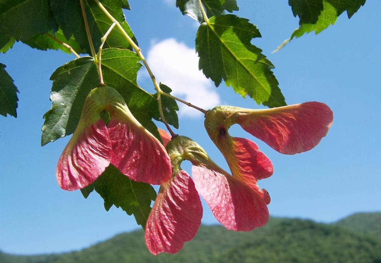 青岛 全城最绚丽的红叶树出现在崂山苗岭路