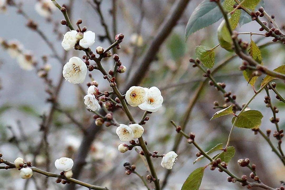 腊梅_清香_公园