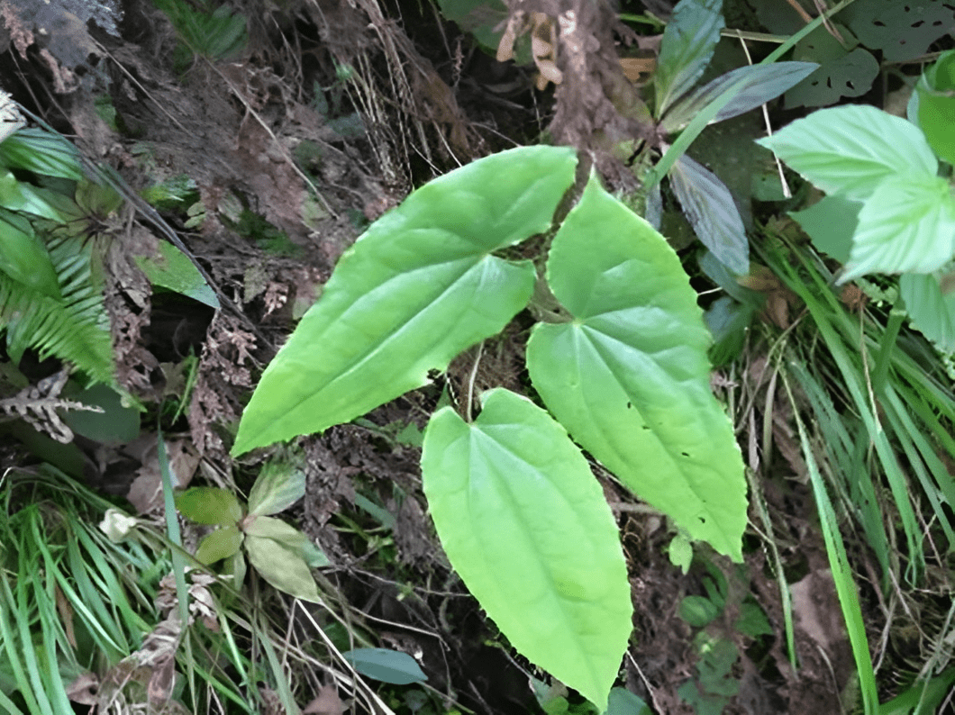 骚羊古草药图片大全图片