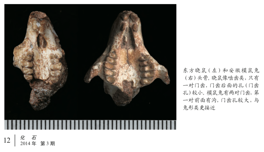 兔子妈!6200万年前的"小可爱"要上春晚啦_研究_化石_门齿