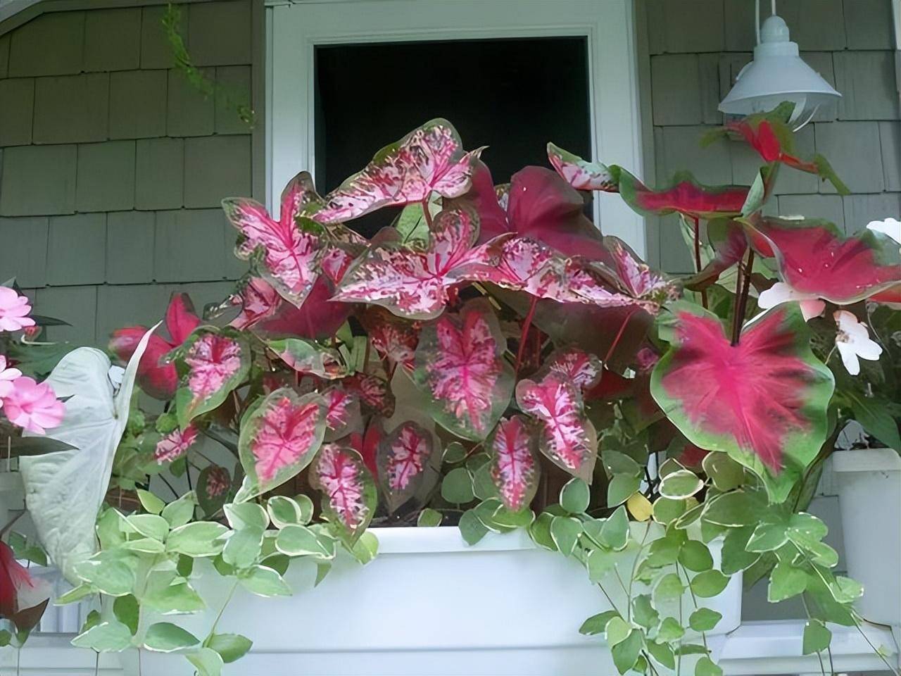 6种喜阴花,室内没阳光,反而长得旺,摆在家里,高端大气_环境_花卉_光照