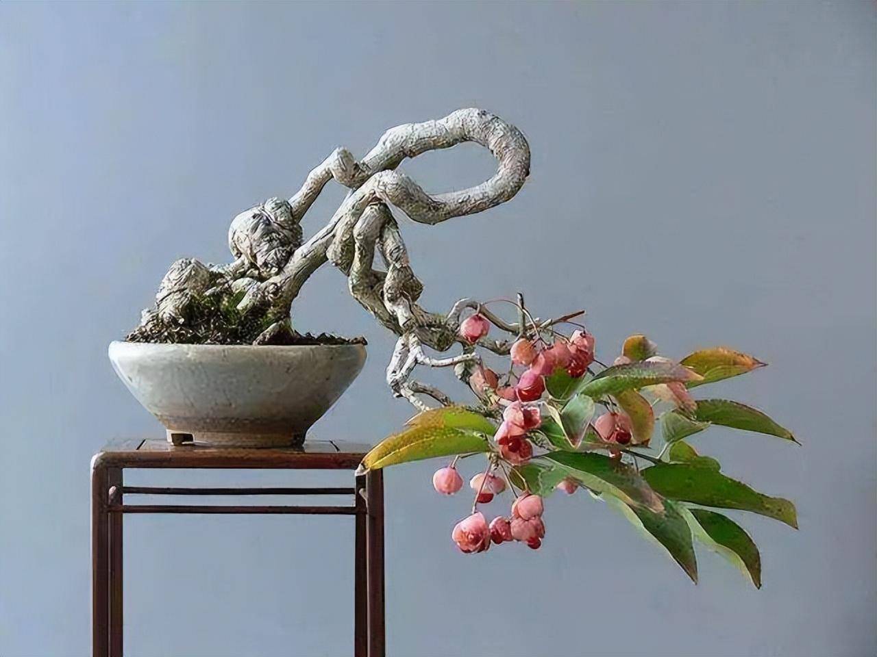 5种小盆景,从小开始养,又香又长寿,养大了值"千元"