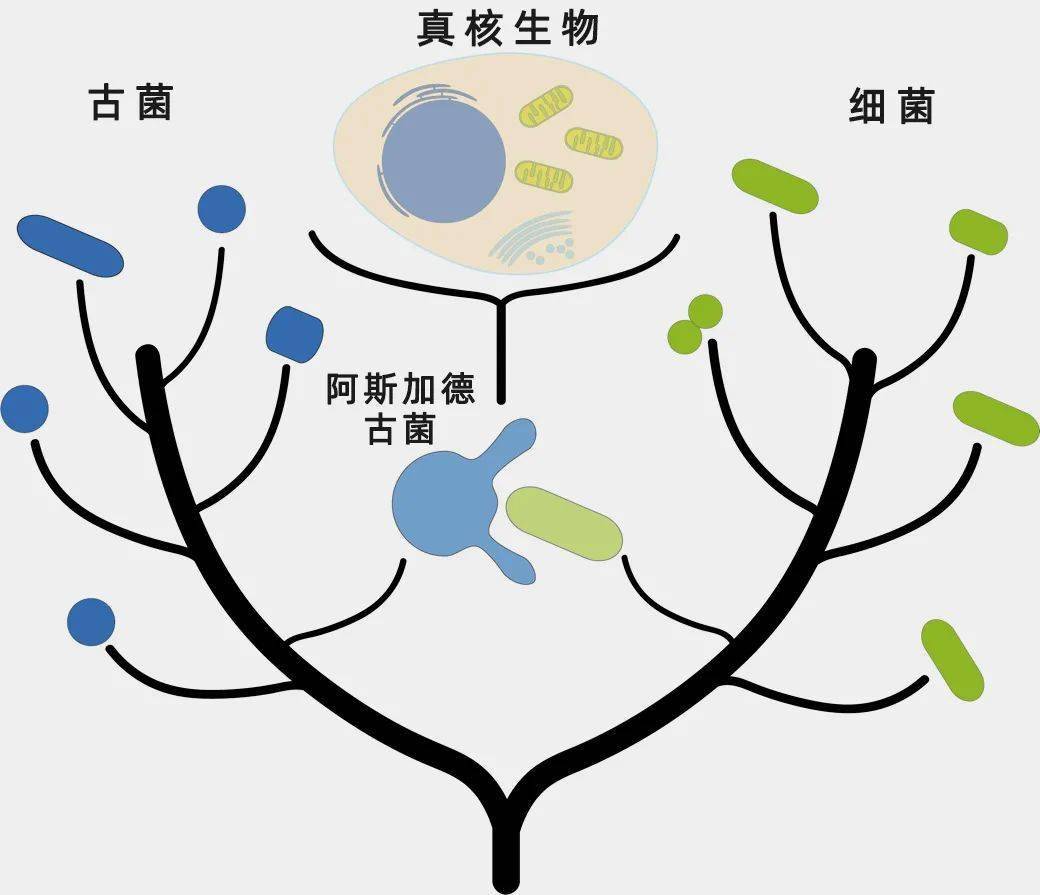 神秘的阿斯加德古菌，是探索复杂生命起源的关键_手机搜狐网