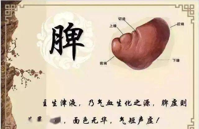 脾好，面部肌肉才会紧致