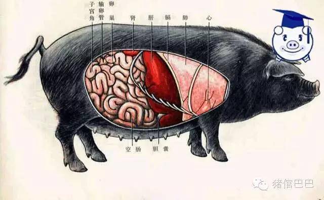 有史以来最全的生猪结构图，从内到外一览无余，养殖户必看！_全身_内脏_猪头