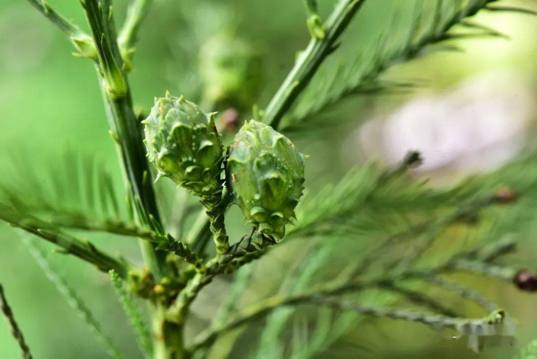 落羽杉、水杉、水松和池杉,你分得清吗?_华南_植物园_国家