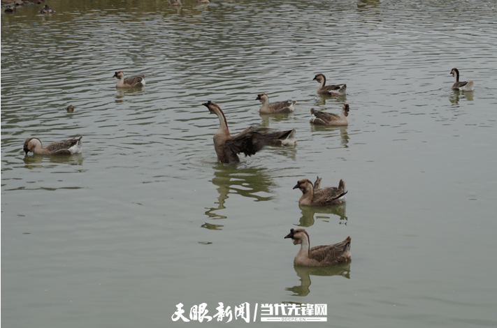 【高质量发展蹲点采访】灰鹅展翅“舞”出产业链|着力解决产量低的问题 安顺平坝推动特色产品 “出山”_养殖区_肖家村