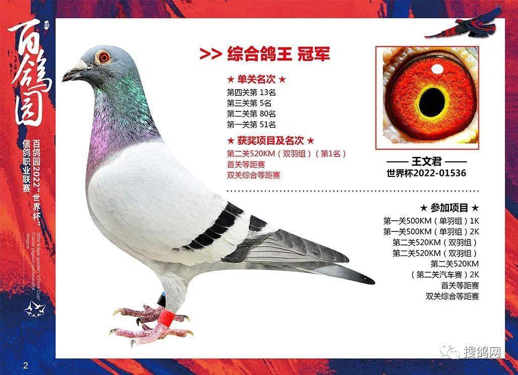 百鸽园四关鸽王拍出200万!亚军仅拍出20万!_综合_团队_王帅