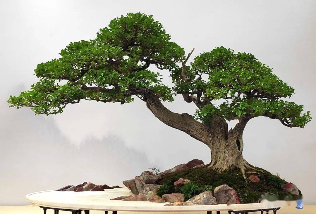 最美的100盆黄杨_盆景_作品_cm