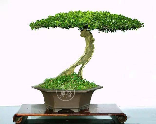 最美的100盆黄杨_盆景_作品_cm