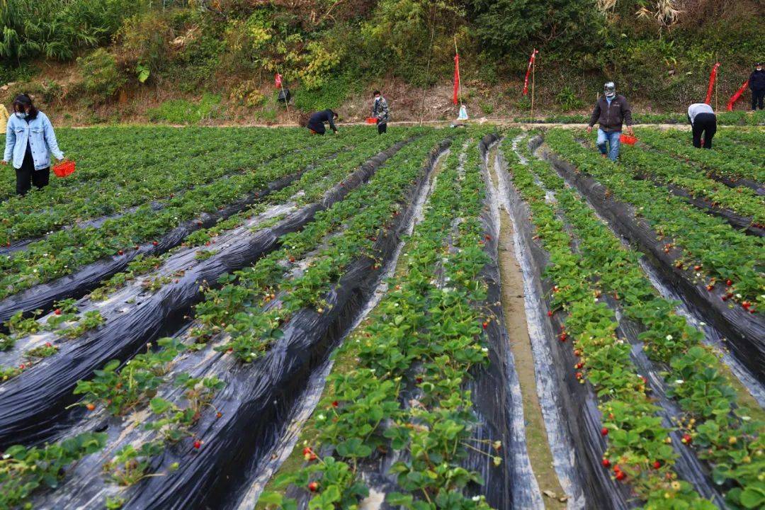 摘草莓吗?信宜这基地的草莓成熟啦!_种植_寨村_浙江省