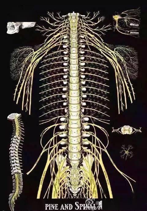 脊柱神经分布图图谱图片
