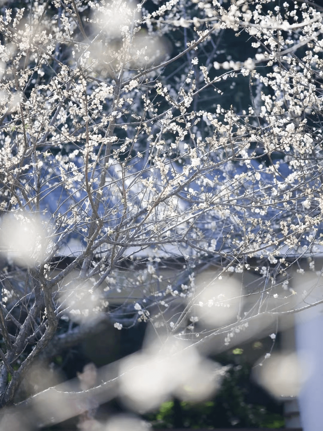 西湖的雪|摄影|风光摄影|佳原 - 原创作品 - 站酷 (ZCOOL)