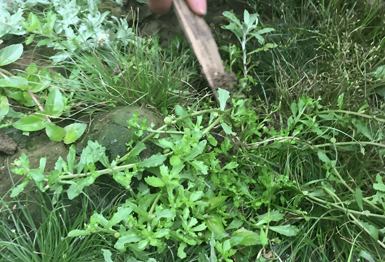 在《江苏植药志》里,它还被称为"砂药草,我们在《简易草药》里也能