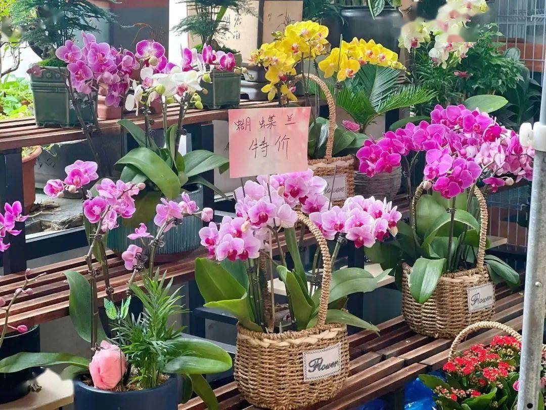 冬日的曲阳花鸟市场,也是老好逛的!_水仙花_声音_脚步