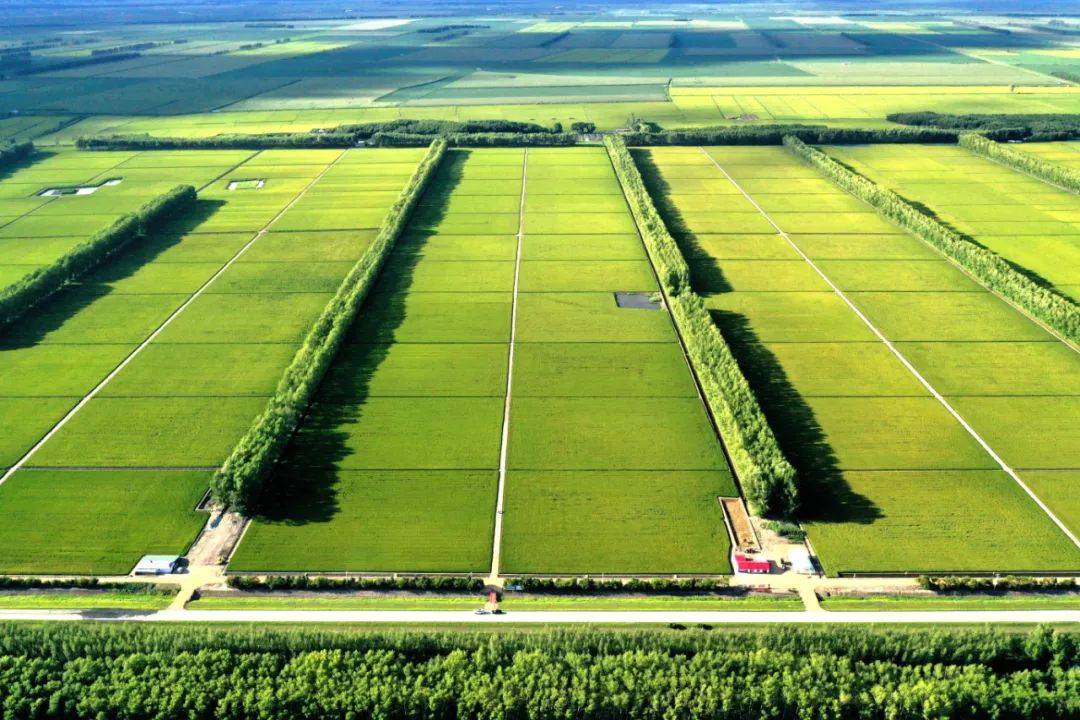 【媒体聚焦·龙头新闻】粮食产量连续12年稳定在400亿斤以上 粮安天下