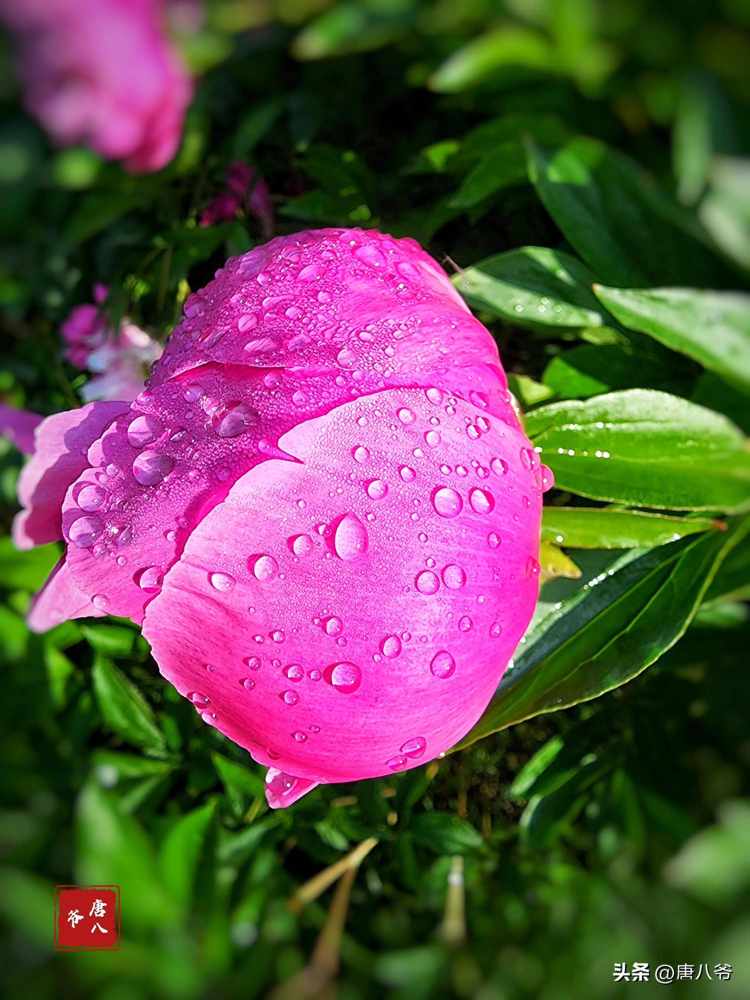 雨露滋润花飘香