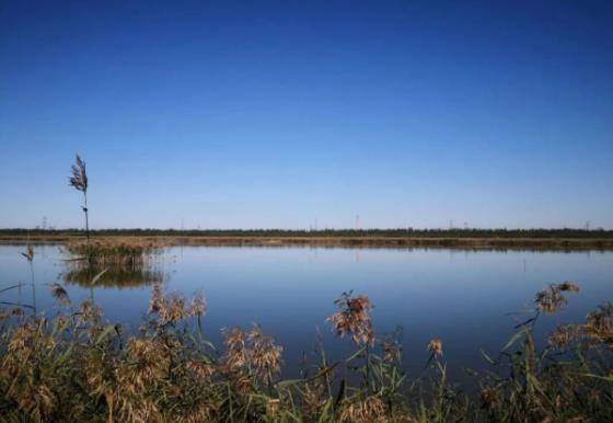 2021年"示范河湖"系列展播河道篇之四:独流减河静海区团泊镇段_水质