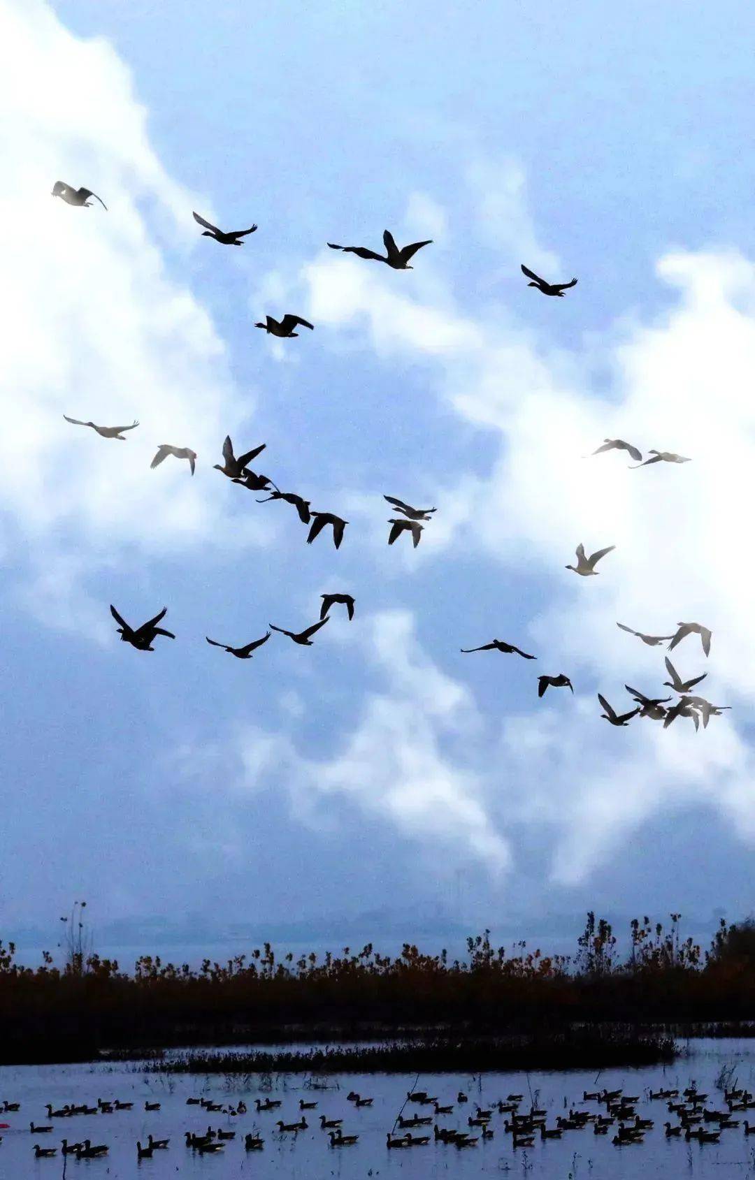 峰峰"冬之精灵"亮相了_湿地_公园_白骨顶