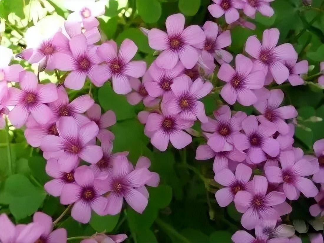 最美花卉图谱！记住后保你啥花都认识！