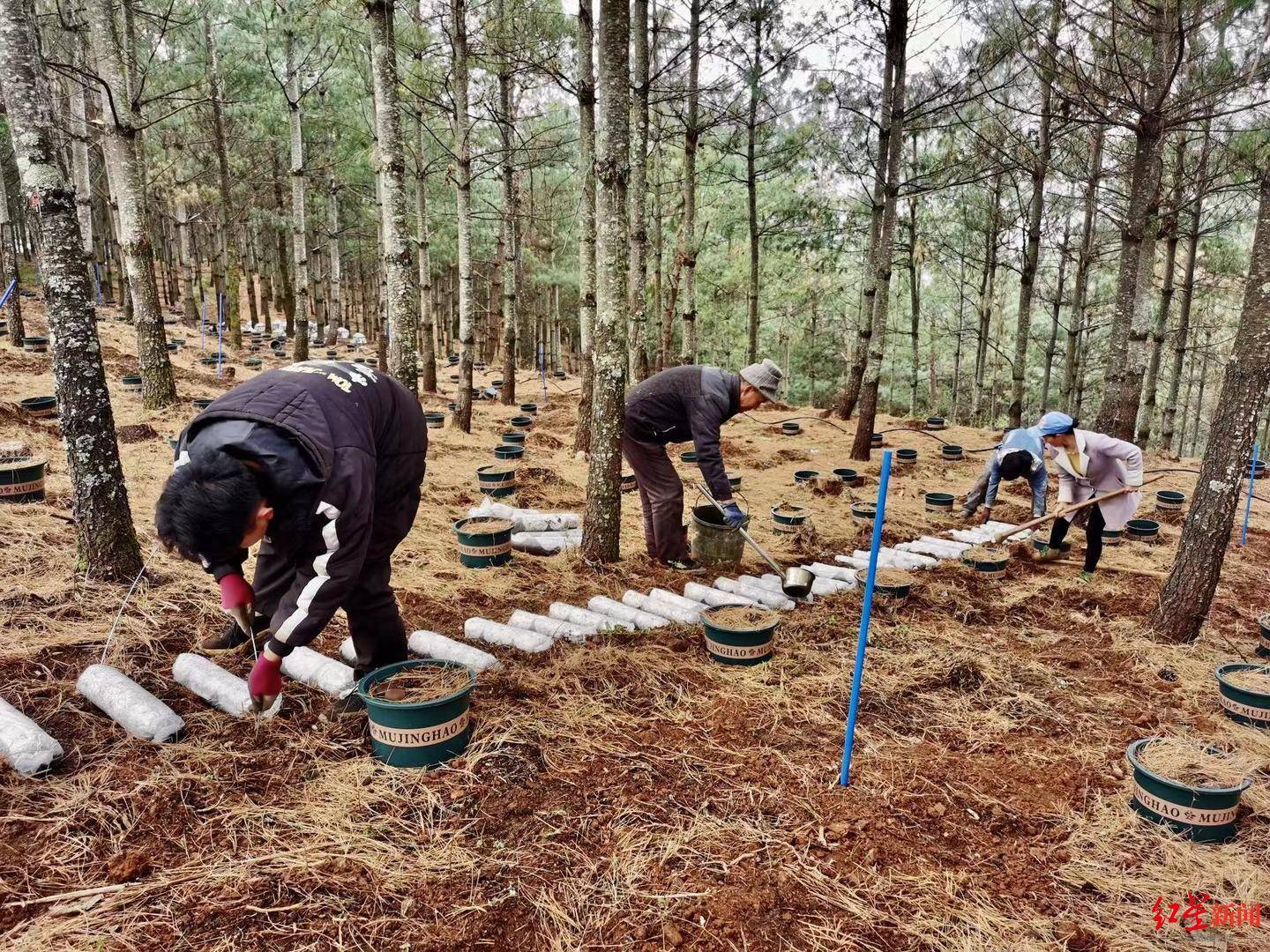 云南松露人工种植基地图片