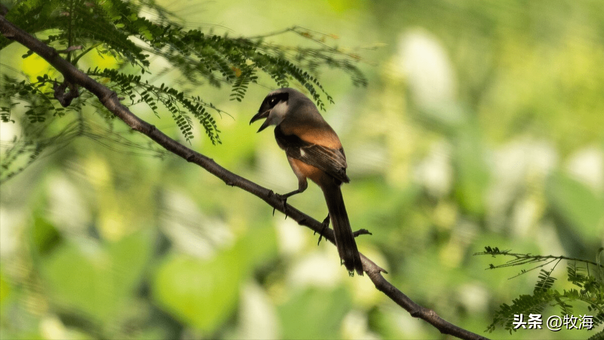 充满迷惑性的叫声便吸引来其他鸟儿围观,殊不知这正是伯劳鸟布下的