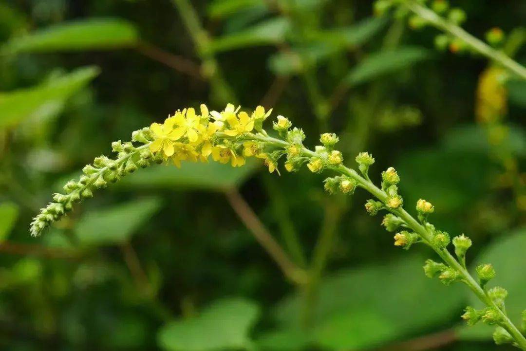 龙牙草图片功能主治图片