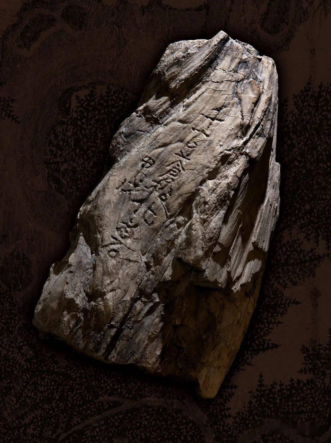 松化石_松树_自然