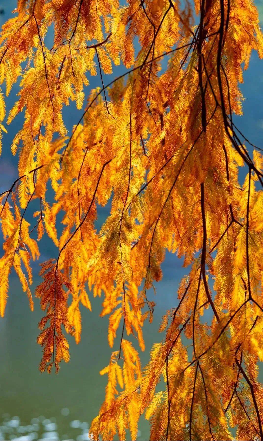 冬日限定版"红"!这片落羽杉邀您来打卡