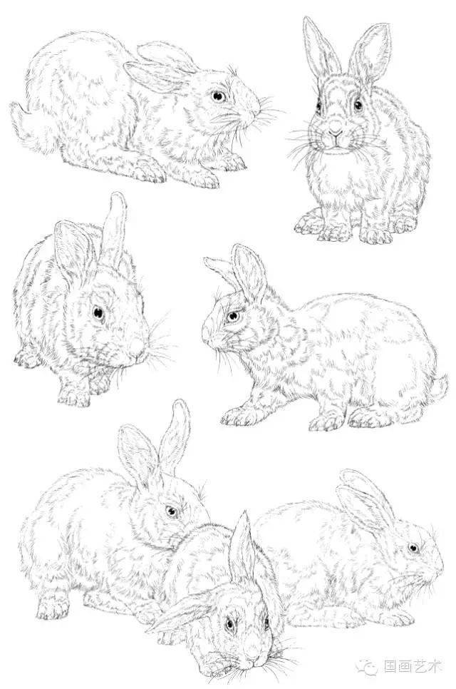 玉兔怎么画 步骤图片