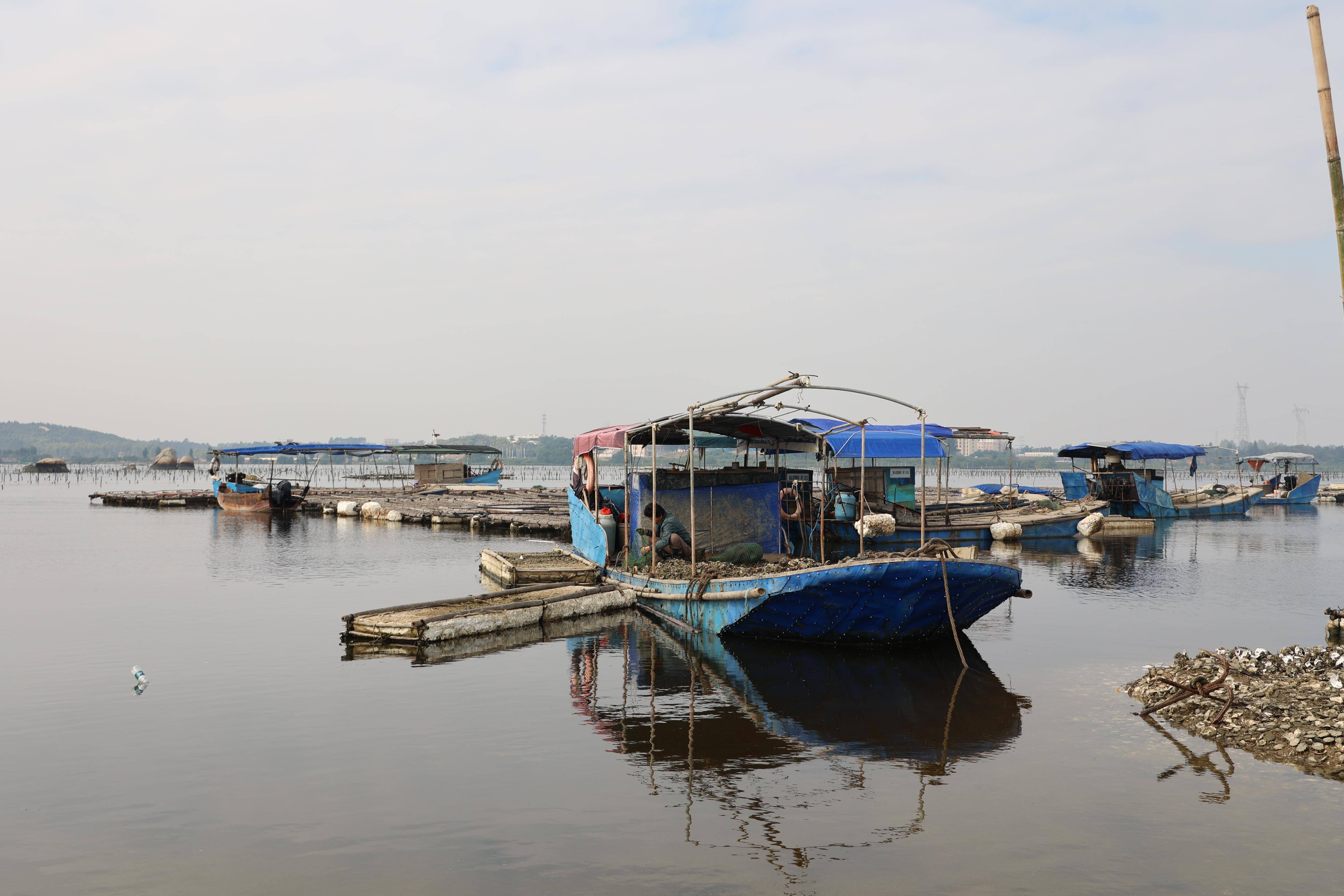 探访广东湛江官渡生蚝产地:蚝农每年营收最多可达六十万元_养殖区