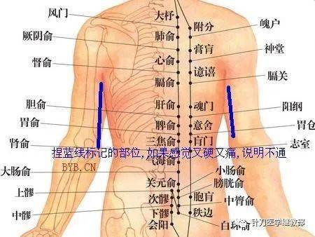 腰夹脊的准确位置图图片