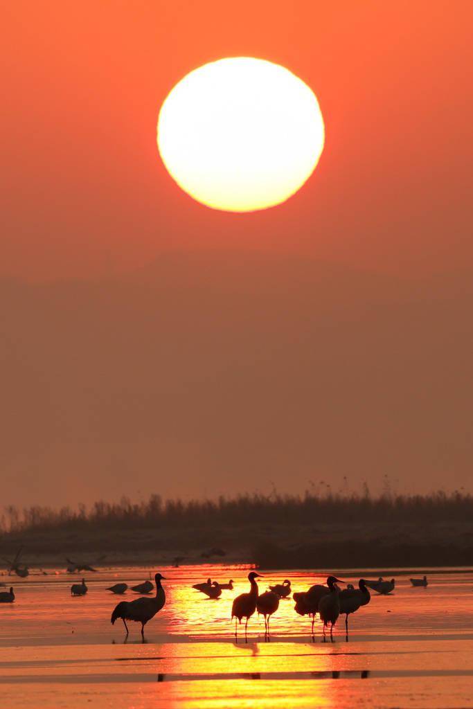 贵州毕节:黑颈鹤翩跹起舞姿态万千_视觉_中国_草海