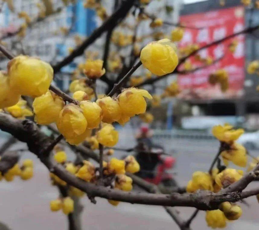 蜡梅种子（腊梅从种子到开花要几年） 第13张