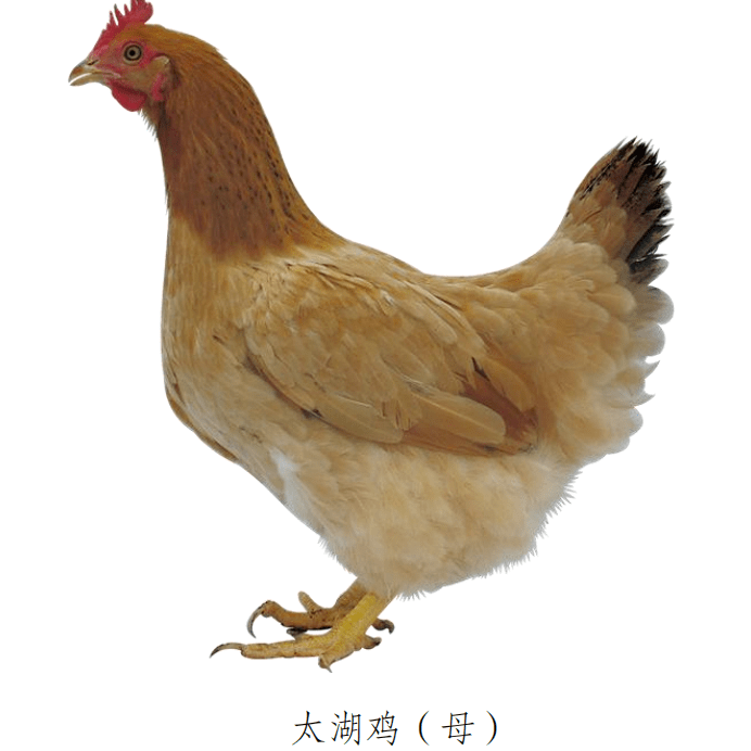 无锡家禽地方品种"天团"了解一下?_太湖_点子_白色