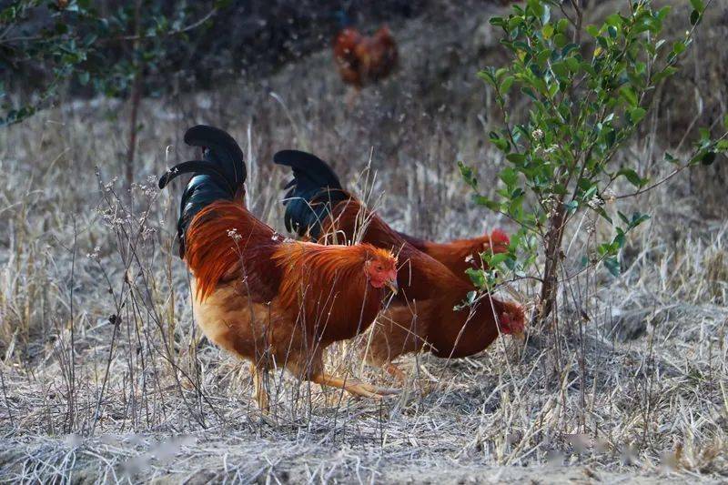 上千羽高品质长汀河田鸡待售!快来帮帮农户_爱心_村里_养殖户