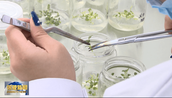 走进甘肃天润薯业的种薯组培中心,15名操作员正在进行茎尖剥离工作,从