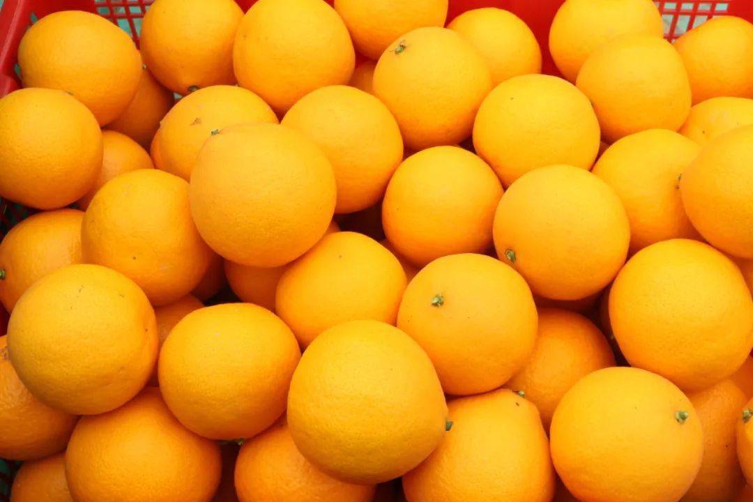 爱媛42号柑橘品种简介图片