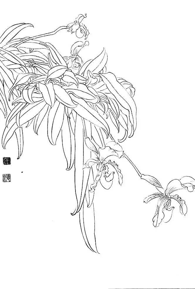 素材| 花卉白描写生稿_国画_合作_教程