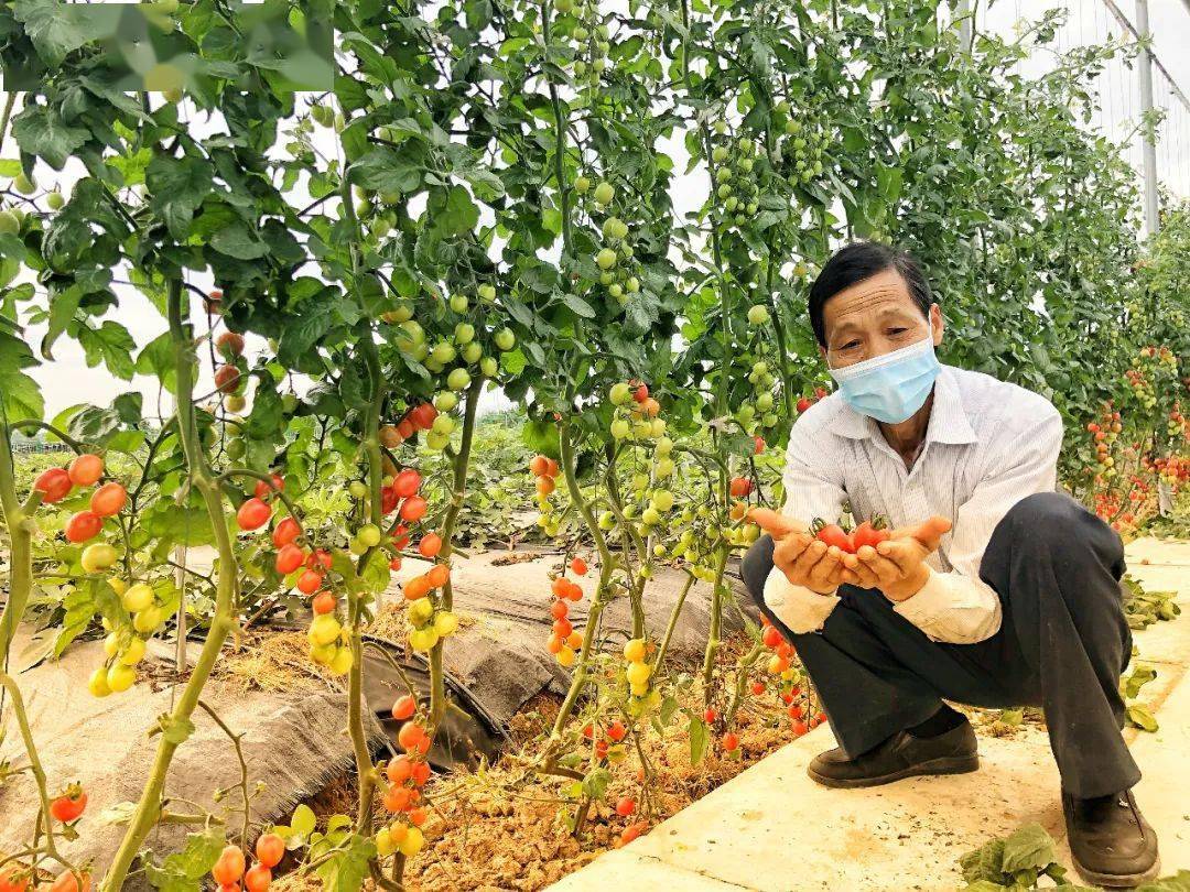 学好人 | "广东好人"李广彬:农业探路先锋的"好人担当"_农户_康喜莱