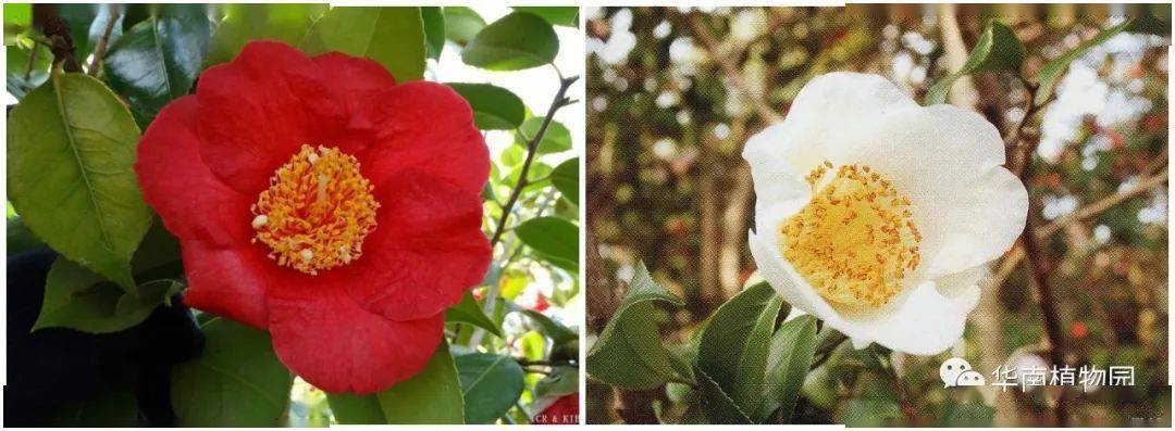 牟礼白熊谷图片源自"世界山茶属植物品种注册中心"熊谷茶花不仅花大