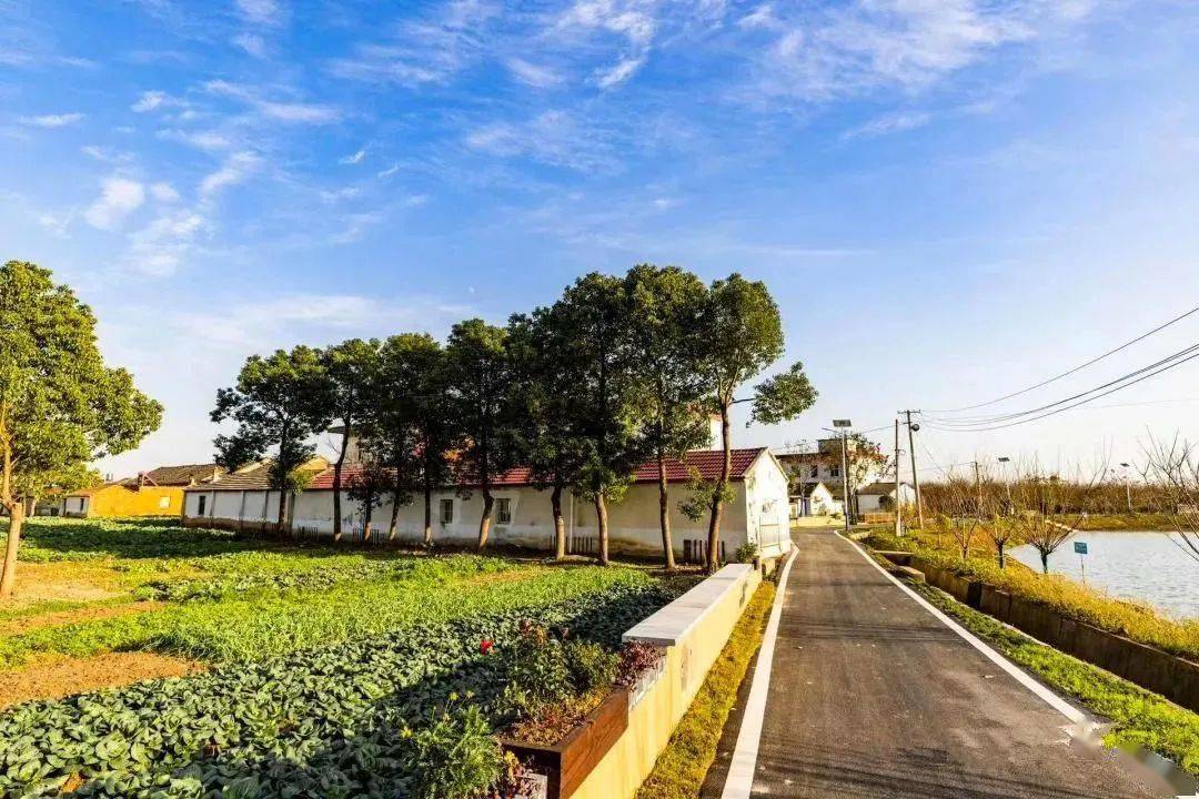 航拍杨店|织就人居"美丽景",绘就乡村"振兴图"_整治_环境_工作