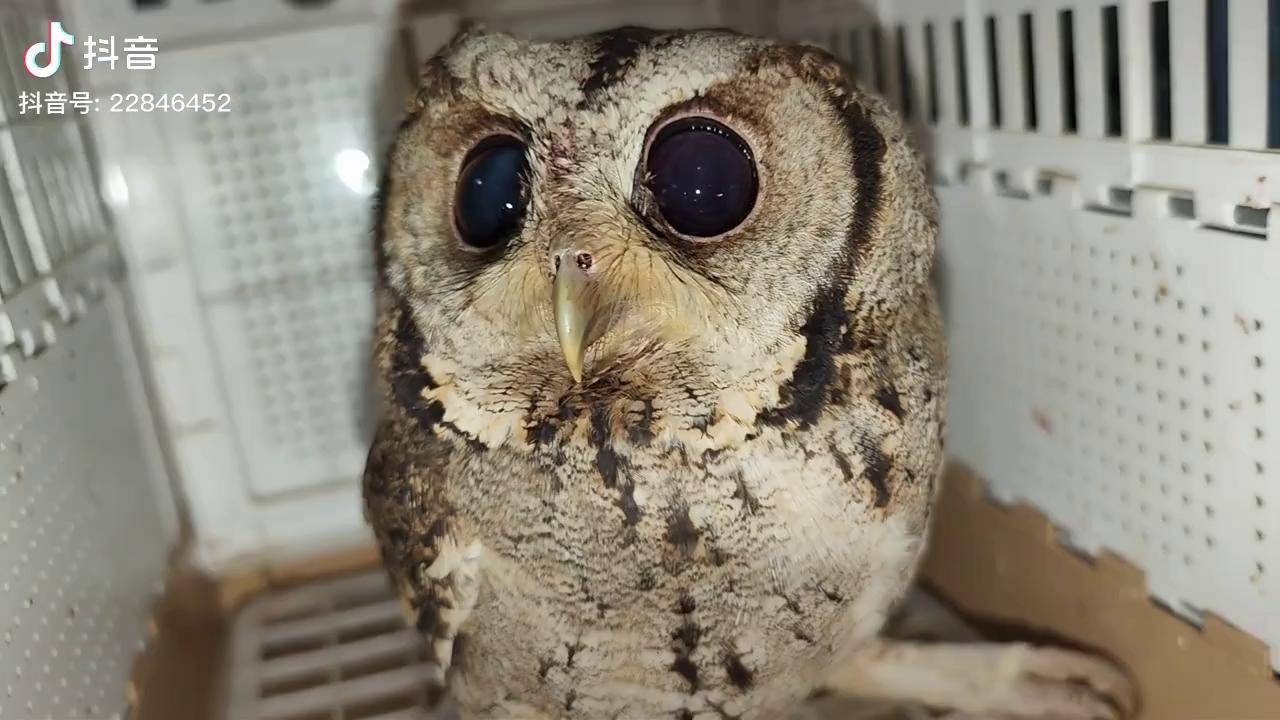 翅膀没了,眼睛瞎了,目前最惨的猫头鹰!